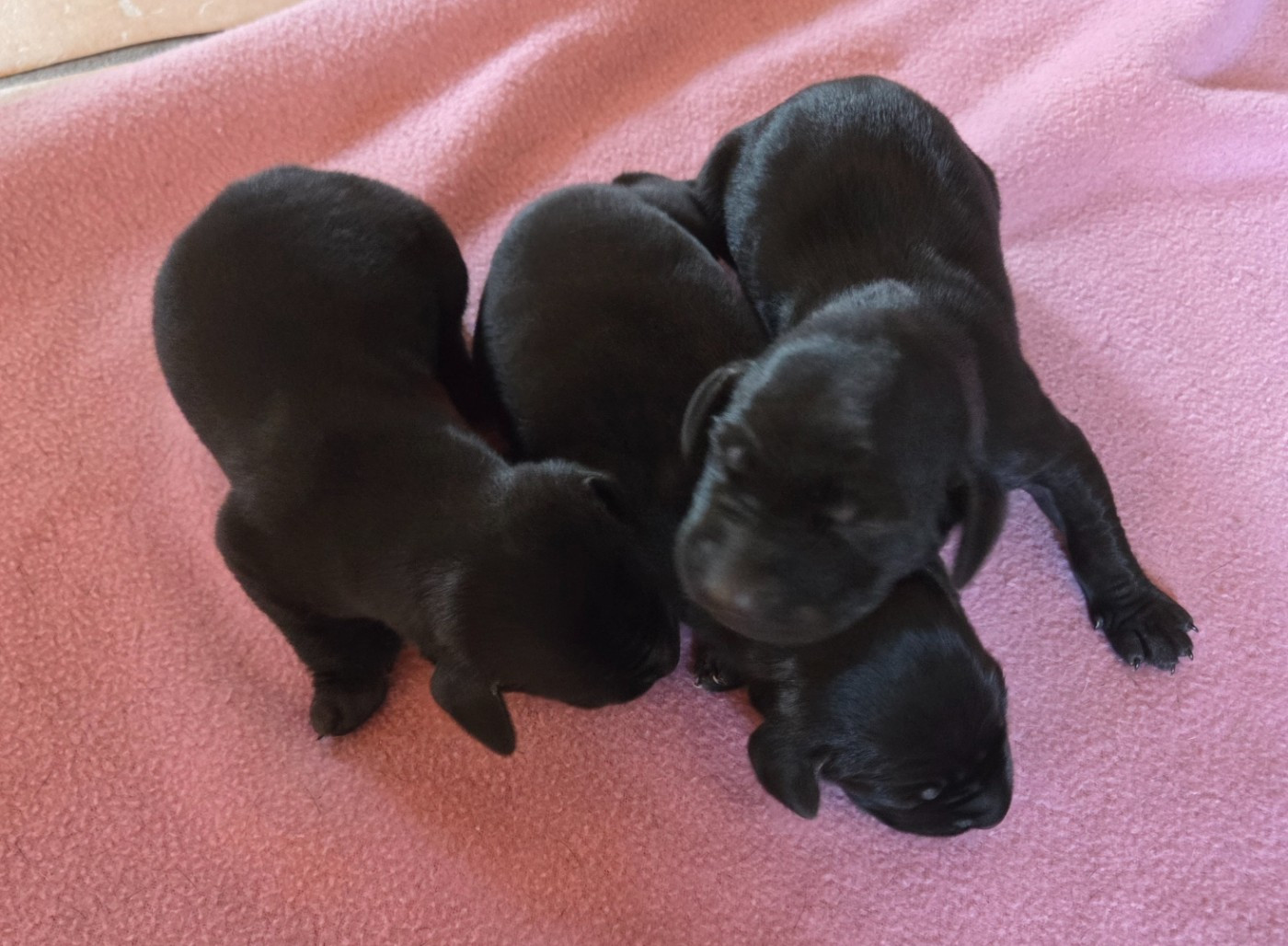 des Bek Noirs - Chiots disponibles - Braque allemand à poil court