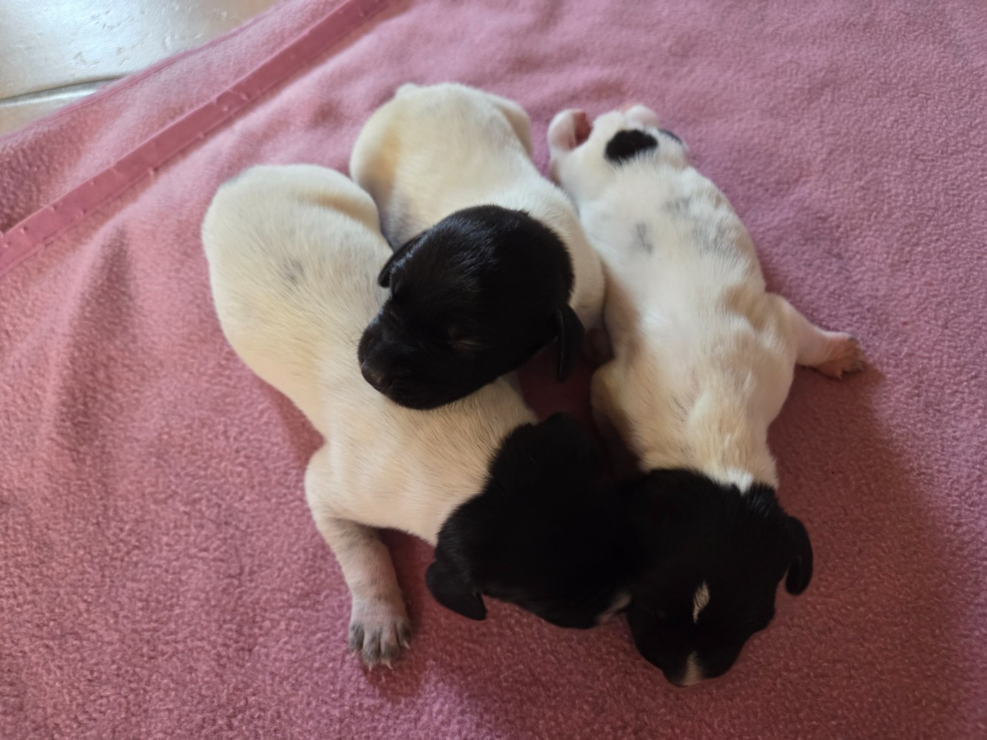 des Bek Noirs - Chiots disponibles - Braque allemand à poil court