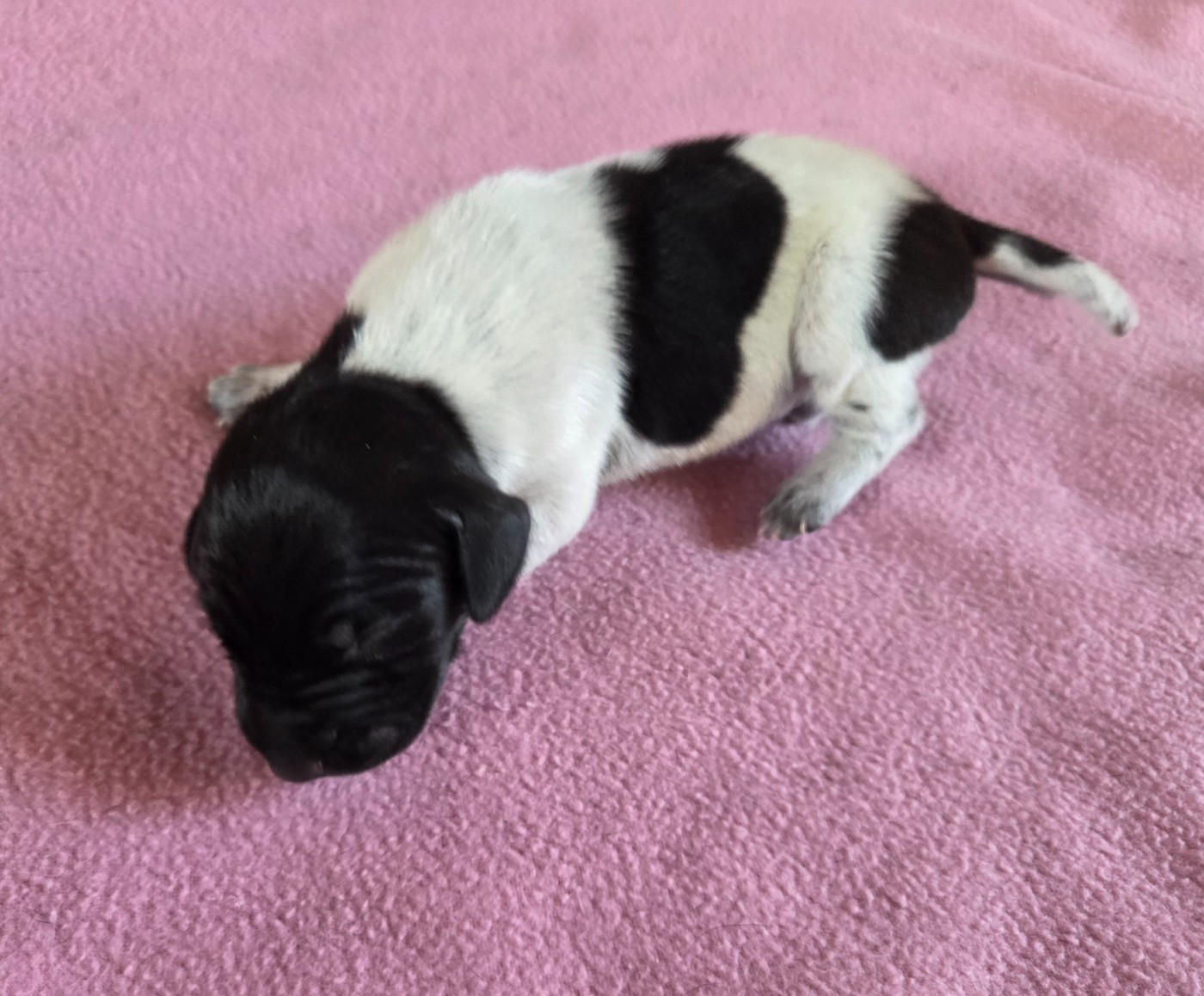 des Bek Noirs - Chiots disponibles - Braque allemand à poil court