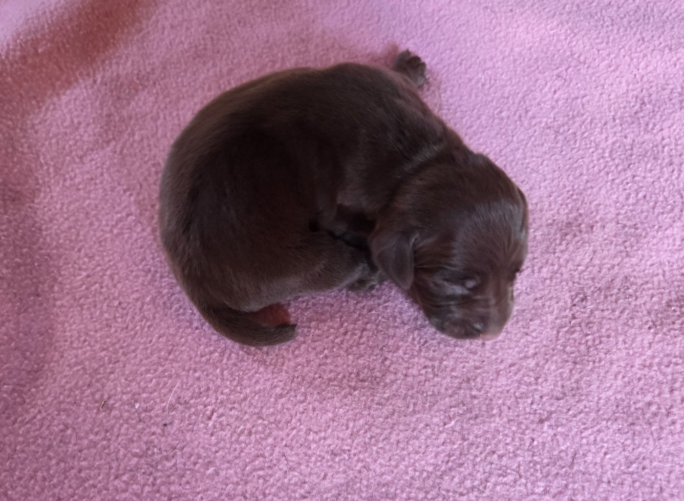 des Bek Noirs - Chiots disponibles - Braque allemand à poil court