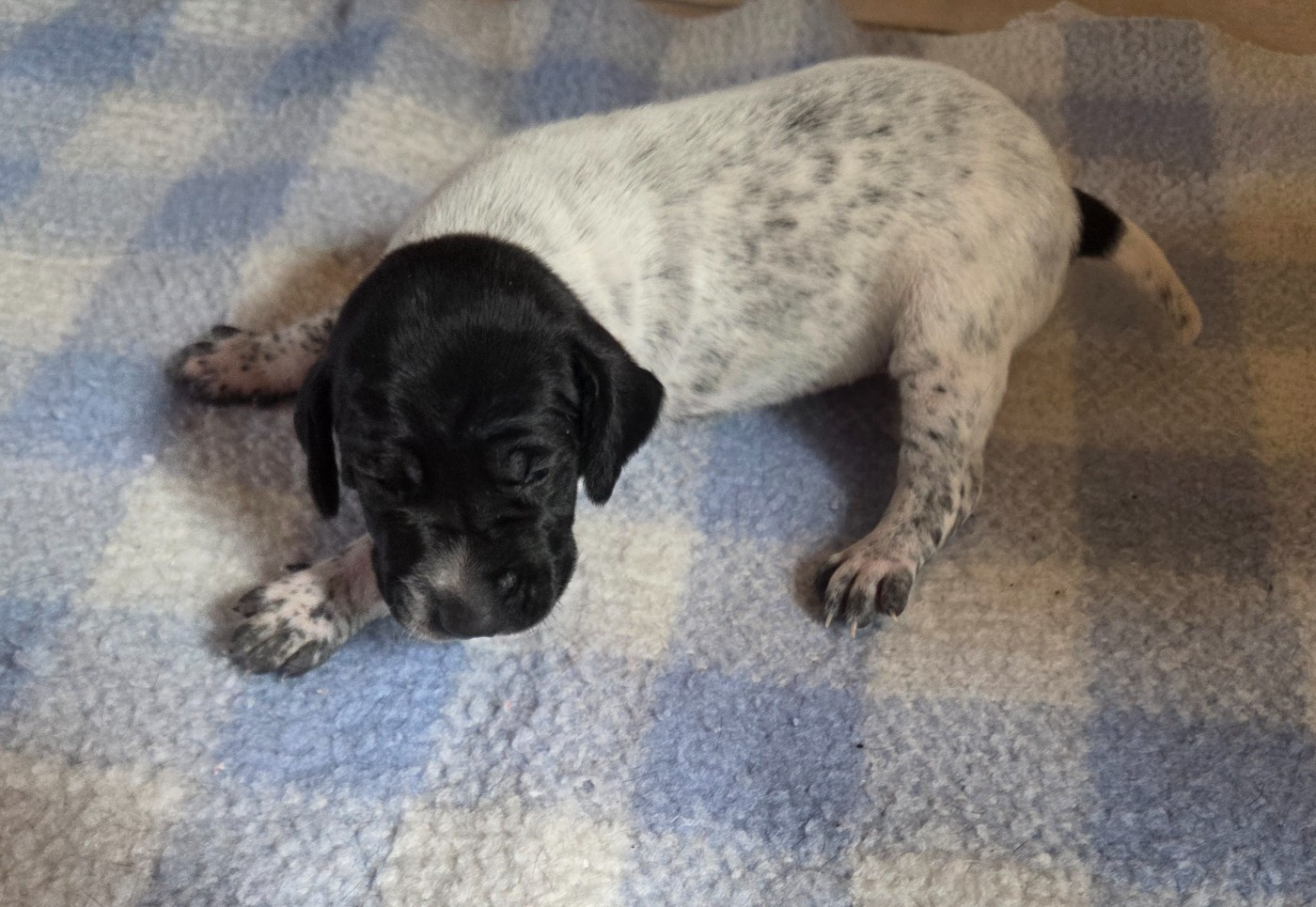 des Bek Noirs - Chiots disponibles - Braque allemand à poil court