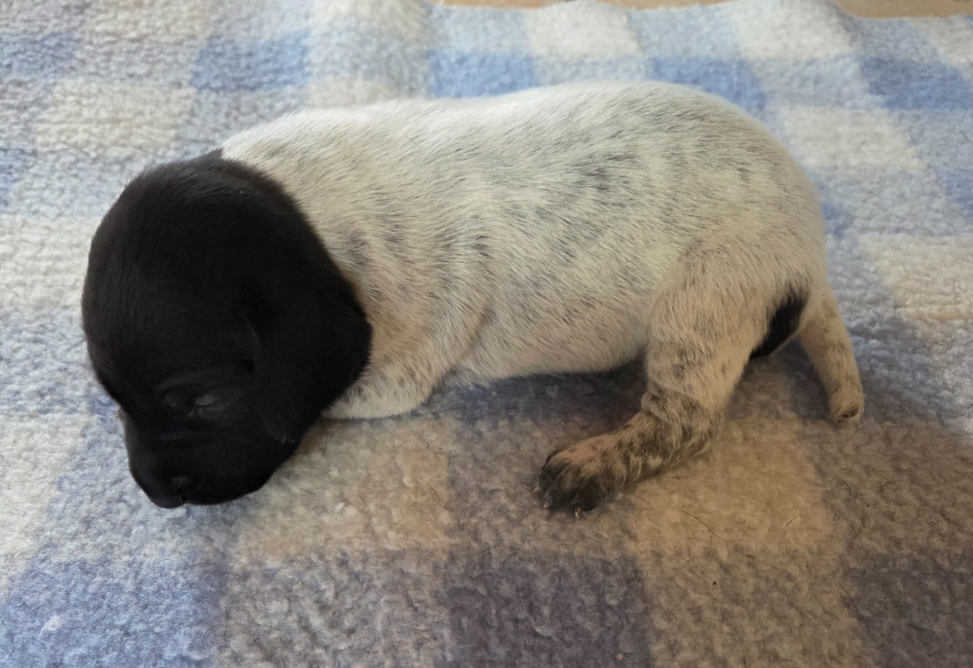 des Bek Noirs - Chiots disponibles - Braque allemand à poil court