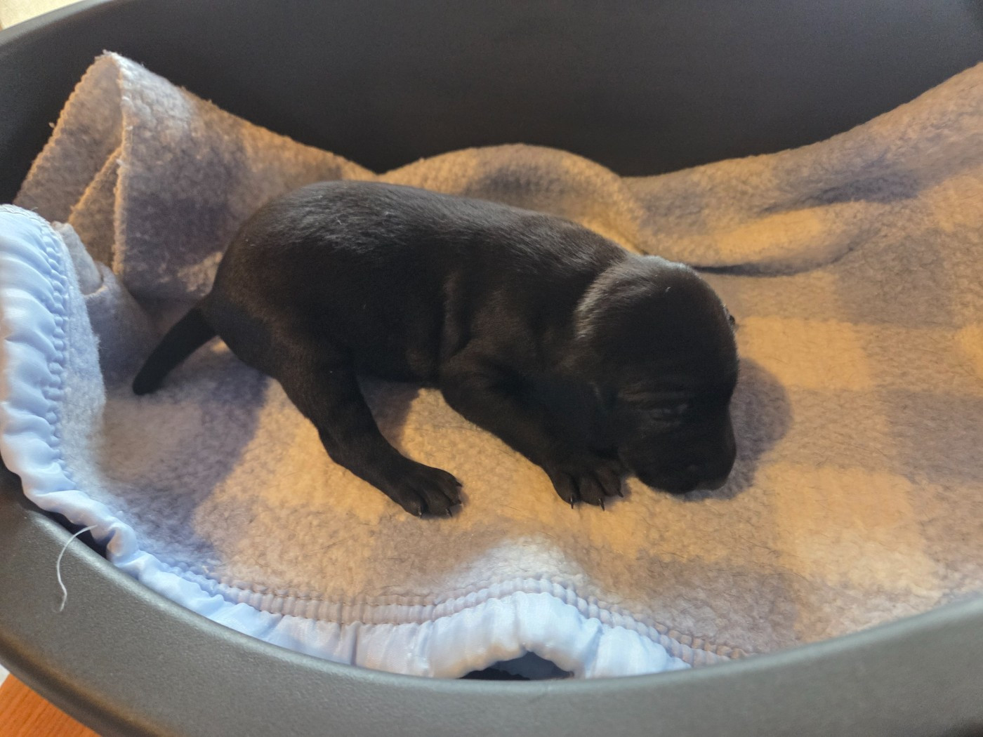 des Bek Noirs - Chiots disponibles - Braque allemand à poil court