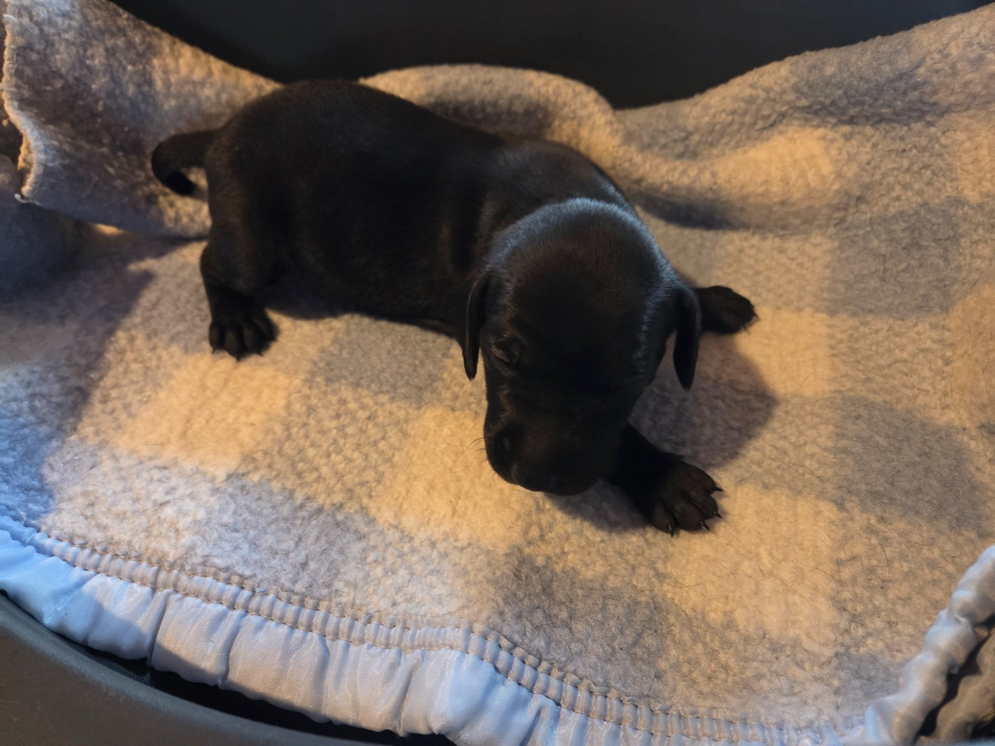 des Bek Noirs - Chiots disponibles - Braque allemand à poil court