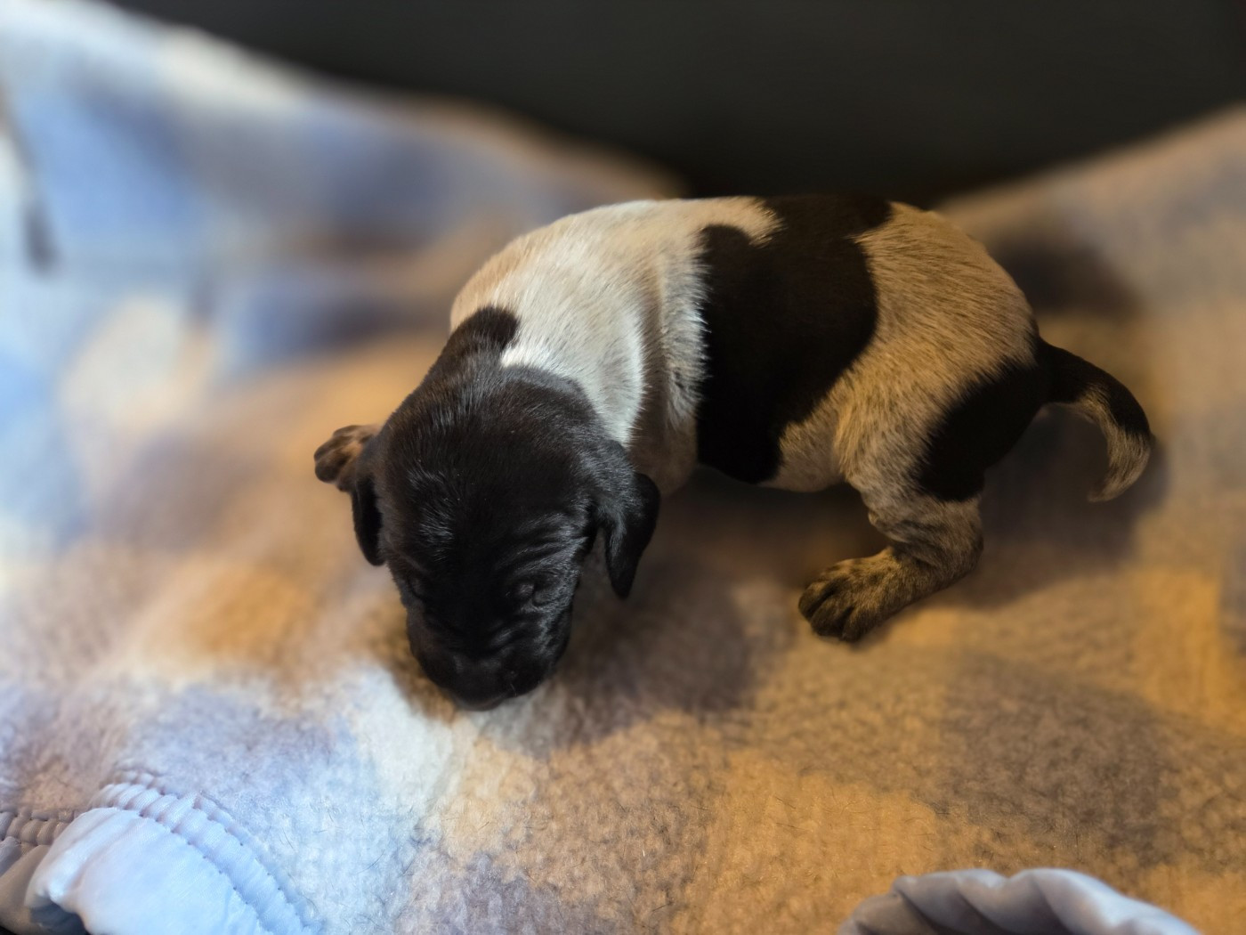des Bek Noirs - Chiots disponibles - Braque allemand à poil court