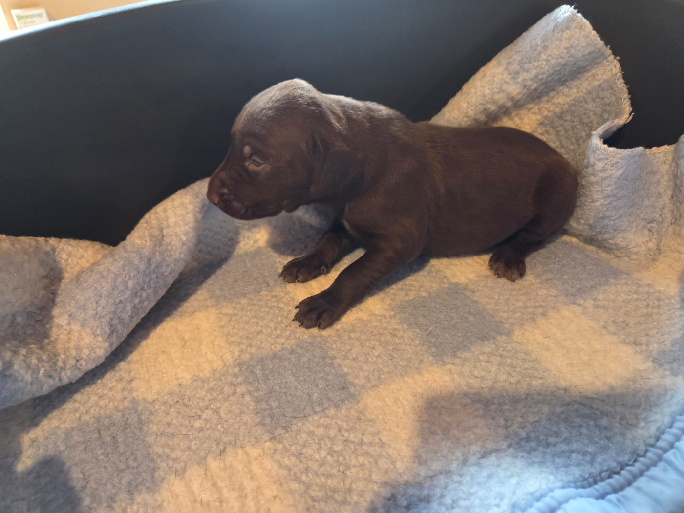 des Bek Noirs - Chiots disponibles - Braque allemand à poil court