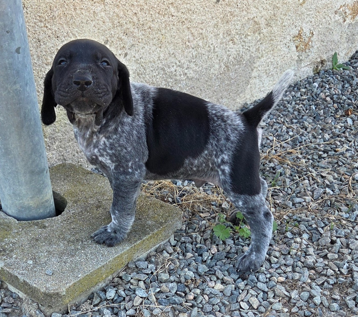 des Bek Noirs - Chiots disponibles - Braque allemand à poil court