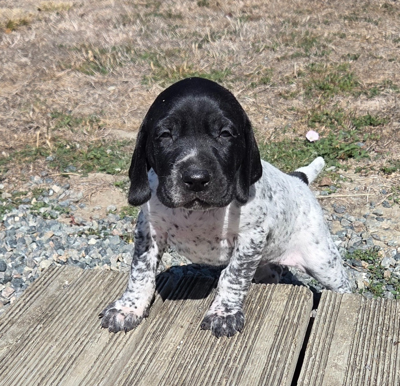 des Bek Noirs - Chiots disponibles - Braque allemand à poil court
