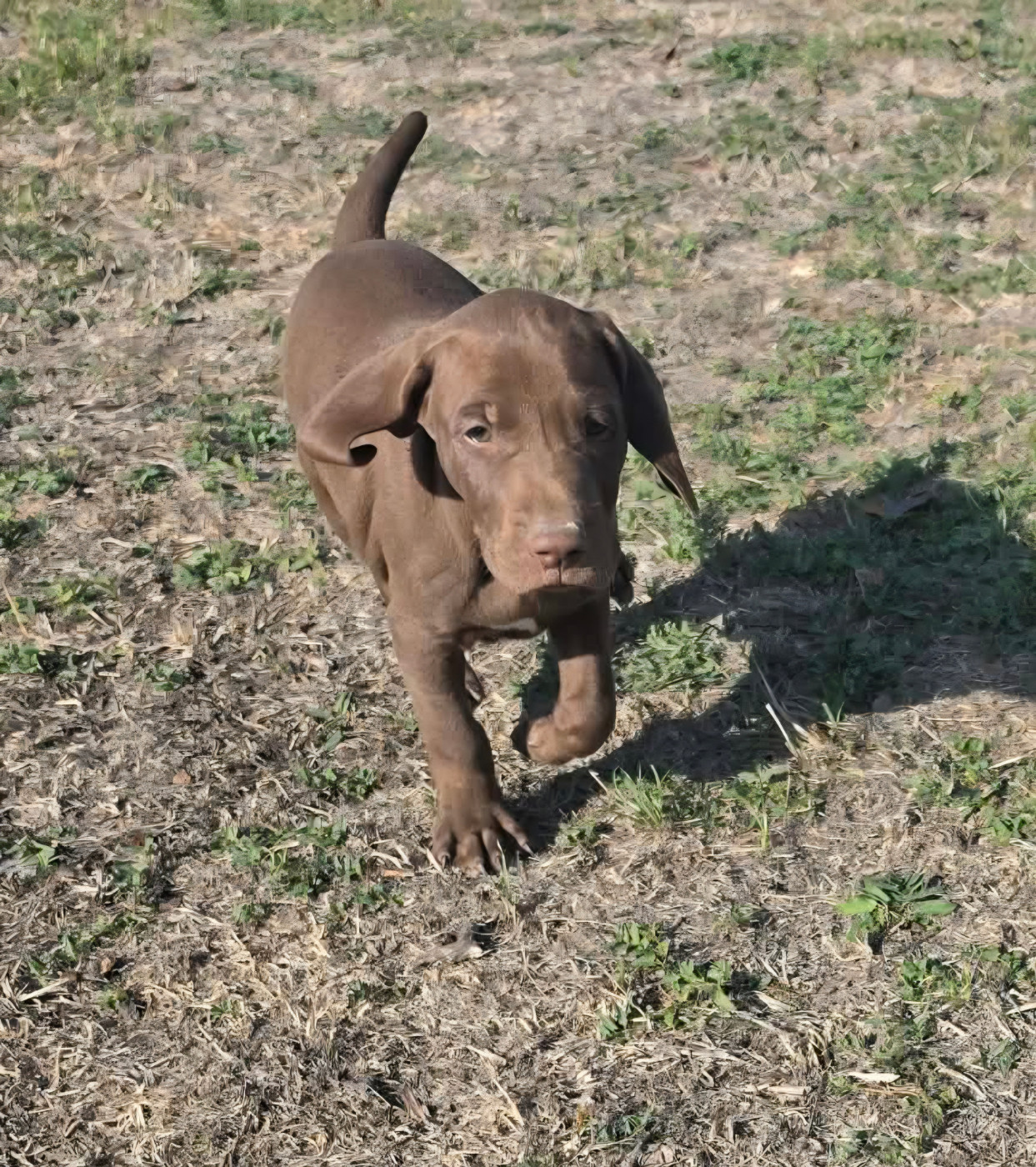 des Bek Noirs - Chiots disponibles - Braque allemand à poil court