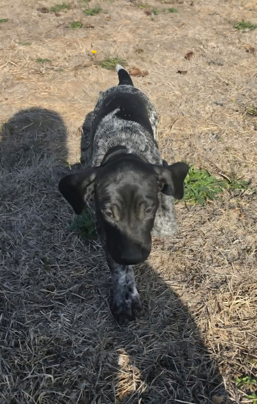 des Bek Noirs - Chiots disponibles - Braque allemand à poil court