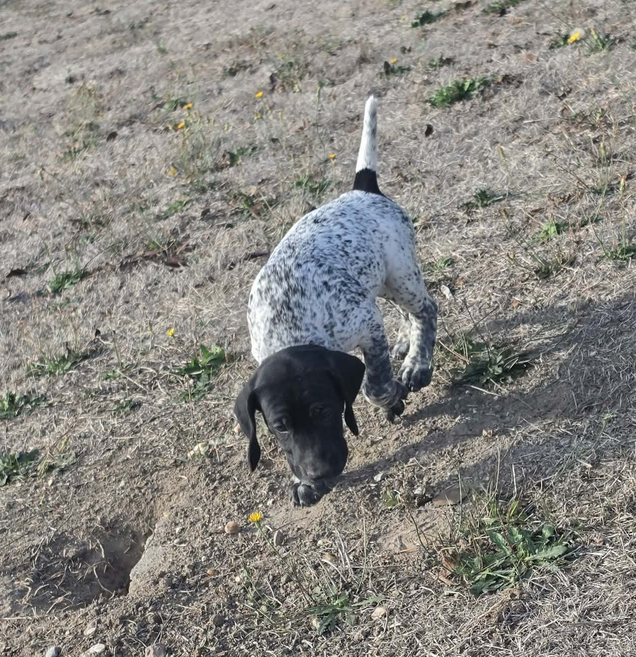 des Bek Noirs - Chiots disponibles - Braque allemand à poil court