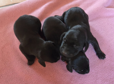 CHIOT 3 des BEK Noirs