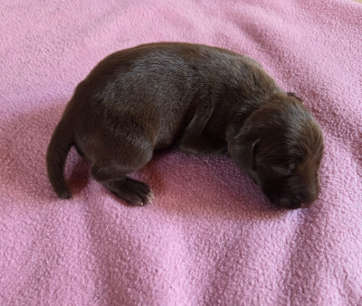 CHIOT 7 des BEK Noirs